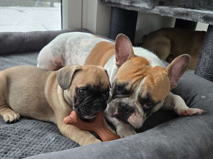 1 chiot Bouledogue Francais à vendre