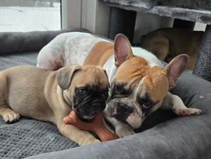 1 chiot Bouledogue Francais à vendre