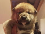 Chiots Shiba Inu LOF à vendre