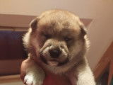 Chiots Shiba Inu LOF à vendre