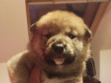 Chiots Shiba Inu LOF à vendre