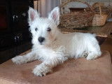 Chiot Westie à vendre