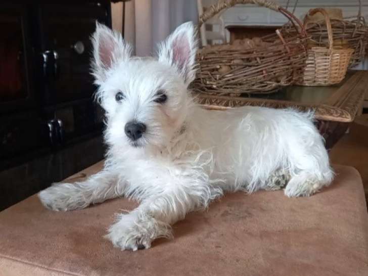 Chiot Westie à vendre