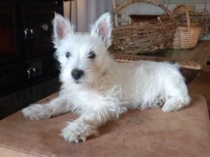 Chiot Westie à vendre