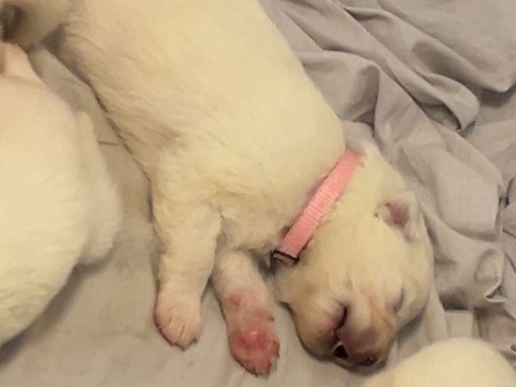 Chiots Samoyède à vendre