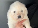Chiots Samoyède à vendre