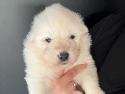 Chiots Samoyède à vendre