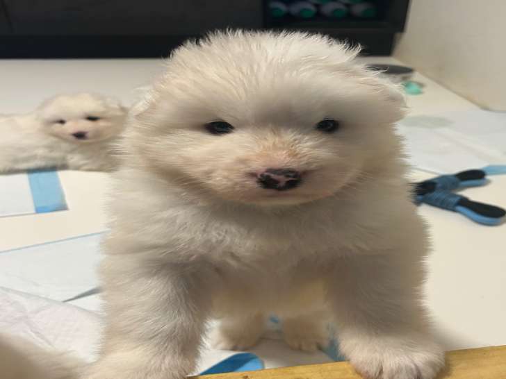 Chiots Samoyède à vendre