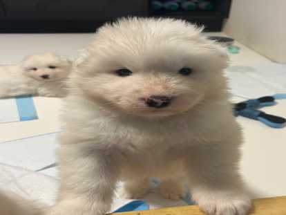 Chiots Samoyède à vendre