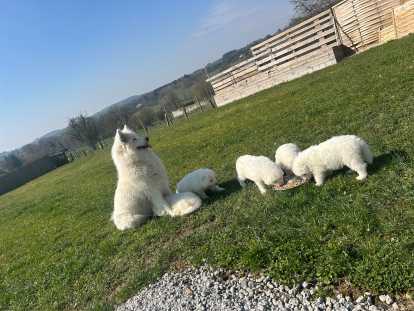 Chiots Samoyède à vendre