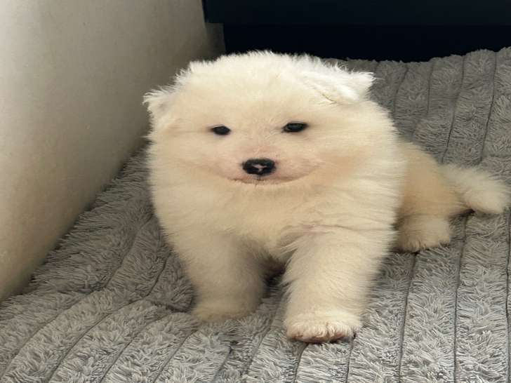 Chiots Samoyède à vendre