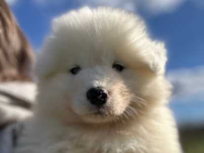 Chiots Samoyède à vendre