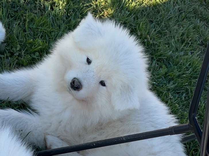 Chiots Samoyède à vendre