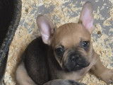 Chiots femelles Bouledogue Français à vendre