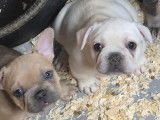Chiots femelles Bouledogue Français à vendre
