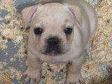 Chiots femelles Bouledogue Français à vendre