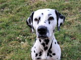 Chiots Dalmatiens à naître en mai 2026