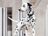 Chiots Dalmatiens à naître en mai 2026