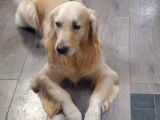 Superbe mâle Golden Retriever disponible pour saillie
