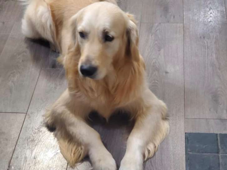 Superbe mâle Golden Retriever disponible pour saillie