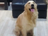 Superbe mâle Golden Retriever disponible pour saillie