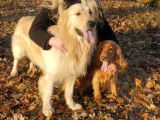 Superbe mâle Golden Retriever disponible pour saillie