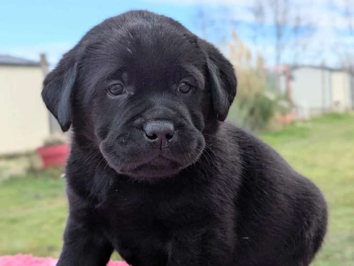 Chiots Labrador LOF à vendre