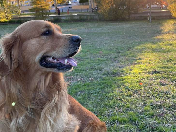 Mâle Golden Retriever pour saillie