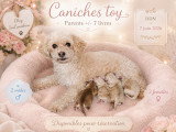 Chiots Caniche toy à vendre