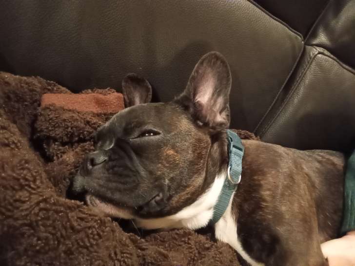 Chiot de race Bouledogue Français mâle à vendre