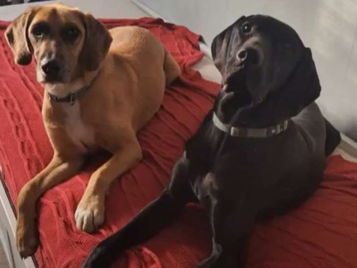 Jeune Braque Allemand à donner