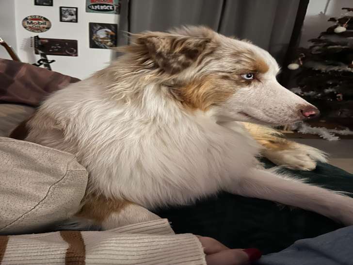 Valmy, mâle Berger Australien rouge merle disponible pour saillie