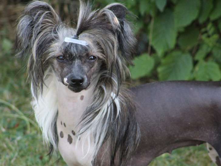 Chiots Chien Chinois à Crête à vendre