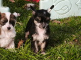 Chiots Chien Chinois à Crête à vendre