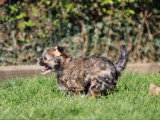 Chiots Chien Chinois à Crête à vendre