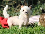 Chiots Chien Chinois à Crête à vendre
