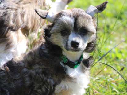Chiots Chien Chinois à Crête à vendre