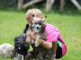 Chiots Chien Chinois à Crête à vendre