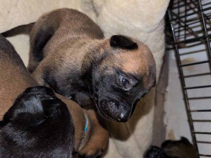 Chiots Malinois à réserver