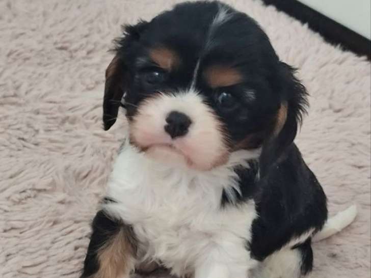 5 chiots Cavalier King Charles LOF à réserver, nés en janvier 2026