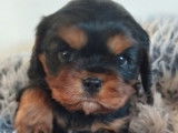5 chiots Cavalier King Charles LOF à réserver, nés en janvier 2026
