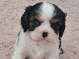 5 chiots Cavalier King Charles LOF à réserver, nés en janvier 2026