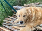 1 femelle Golden Retriever adulte à vendre, âgée 10 ans