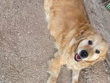 1 femelle Golden Retriever adulte à vendre, âgée 10 ans