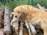 1 femelle Golden Retriever adulte à vendre, âgée 10 ans