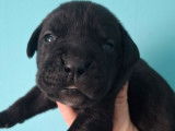 8 chiots Cane Corso à réserver, nés en janvier 2026 (non LOF)