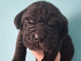 8 chiots Cane Corso à réserver, nés en janvier 2026 (non LOF)