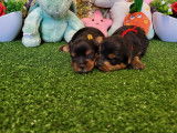 2 chiots mâles Yorkshire Terrier LOF à réserver, nés en janvier 2026