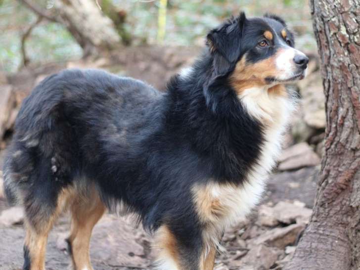 1 femelle Berger Australien LOF à vendre, rouge tricolore, adulte de 2 ans