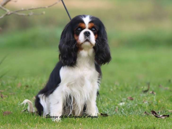 1 femelle Cavalier King Charles LOF à vendre, tricolore, née en avril 2021